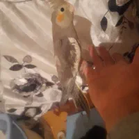 عروس|پرنده|ارومیه, |دیوار