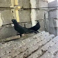 پرنده|پرنده|بم, |دیوار