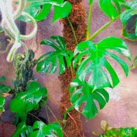 ۳تاگل بزرگ اپارتمانی