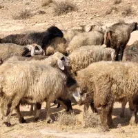 میش|حیوانات مزرعه|شیراز, شهرک والفجر|دیوار