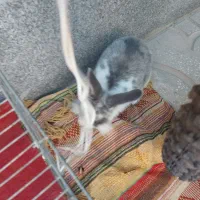 خرگوش نر|موش و خرگوش|اسفراین, |دیوار