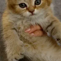 اسکاتیش ny12|گربه|تهران, شهرک هما|دیوار