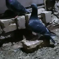 دوعدد پلاکی مسافتی ونروی مسافت بلند