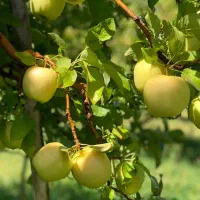 نهالستان گردو و بادام دیرگل و پربار پالیز|خدمات باغبانی و درختکاری|بم, |دیوار