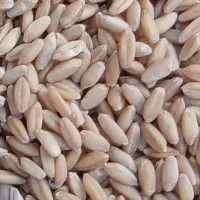 حراج ،گندم دیمی سرداری مخصوص نان