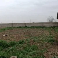 دامداری 30 راسی گاو شیری مجانی|فروش دفتر صنعتی، کشاورزی، تجاری|گنبد کاووس, |دیوار