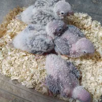 گرینچیک / تراکوویس نرمال/ ردچیک