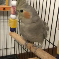 عروس هلندی ماده با قفس|پرنده|بندر انزلی, متروپل|دیوار