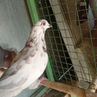 کفتر