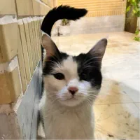 گربه|گربه|کاشان, معلم|دیوار