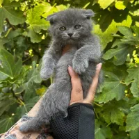 گربه
