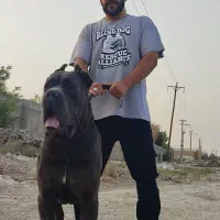 قفقازی کنکورسو سگ نگهبان درجه یک در کشور|سگ|تهران, تجریش|دیوار