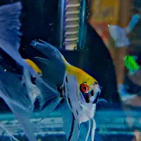 انجل کوی مارول. انجل تایگر|ماهی|شهریار, شهرک وائین|دیوار