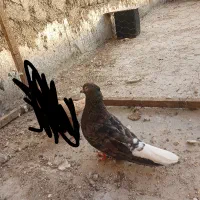 کفتر سرور دم سفید