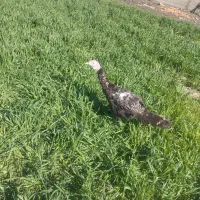 بوقلمون نژاد دار وزن سنگین