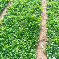 پزه یانشا.برگ قرمزتندبنیاد