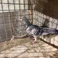 کفتر فروشی کرمونی|پرنده|مشهد, کارمندان دوم|دیوار