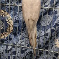 طوطی عروس هلندی