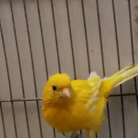 ماده قناری جوان + قناری نر