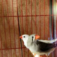 فنج فنچ