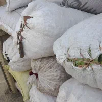 بلوط جنگلی به قیمت مناسب|لوازم جانبی حیوانات|بانه, |دیوار