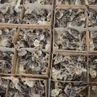 برنز انگلیس جوجه یک روزه|حیوانات مزرعه|شهریار, شهرک شاهد|دیوار