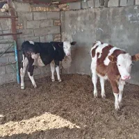 2راس سیمنتال نر