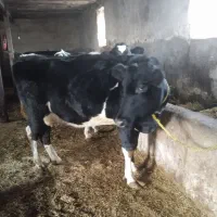 گاو|حیوانات مزرعه|سیلوانه, |دیوار