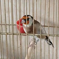سهره نر.سهره ماده .قناری جفت خور سهره