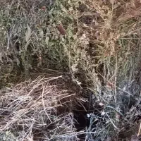 یونجه