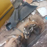 چهار قلاده سگ