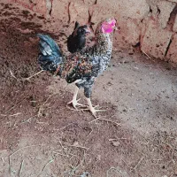 فروشی|حیوانات مزرعه|شوشتر, |دیوار