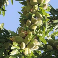 بادام چین