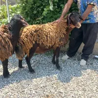 ۵همو ۲۰۰ملیون ۲هترو ۵۰ ملیون نر ژندار.سیاه وسرخ|حیوانات مزرعه|جوادآباد, |دیوار