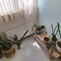 انواع گل های خانگی
