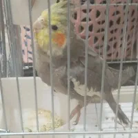 عروس هلندی|پرنده|شاهین‌شهر, فردوسی|دیوار