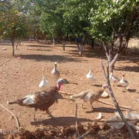 فروش5عدد غاز
