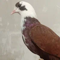 کبوتر ماده کله سفید