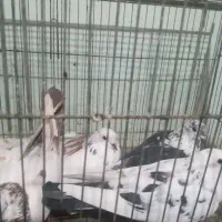 کبوتر همه از رو بلندی گرفته شدن