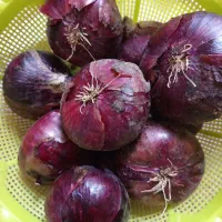 پیاز قرمز بنابی|خوردنی و آشامیدنی|کرمانشاه, |دیوار