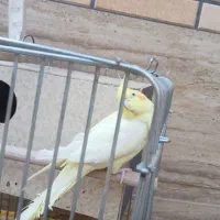 فروش دوعدد عروس|پرنده|قمصر, |دیوار