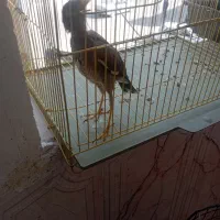 مرغ مینا بازیگوش ودستی