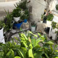 حـراج انواع گل و گیاه|گل و گیاه طبیعی|کیش, |دیوار