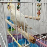 عروس هلندی
