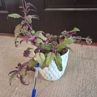 گل سانسوریا دیفن شفلرا قاشقی یوکا گلدان و غیره و|گل و گیاه طبیعی|اسلامآباد غرب, |دیوار