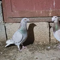 کفتر فروش یا معاوضه