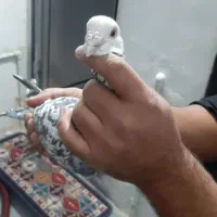 کفتر شهرستانی|پرنده|پاکدشت, حصار امیر|دیوار