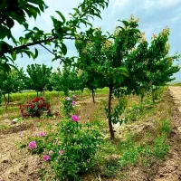 زمین باغ میوه دوردیوار شاهنامه معاوضه دلارطلادیاکو