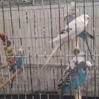 مرغ عشق جوان|پرنده|قزوین, |دیوار