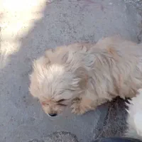 سه قلاده سگ|سگ|بم, |دیوار